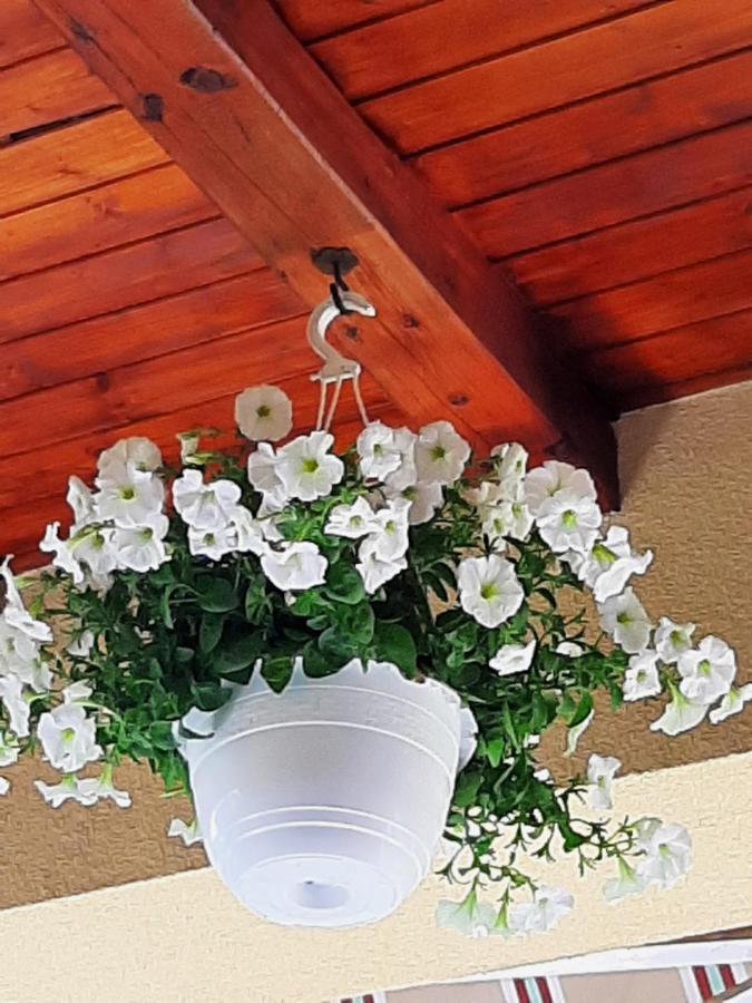 Csilla Elegant House
